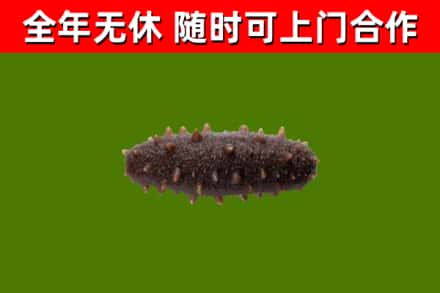 梅州市烟酒回收干海参.jpg